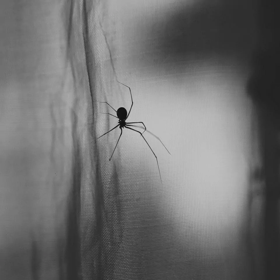 Spider