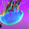 Jelly Fish