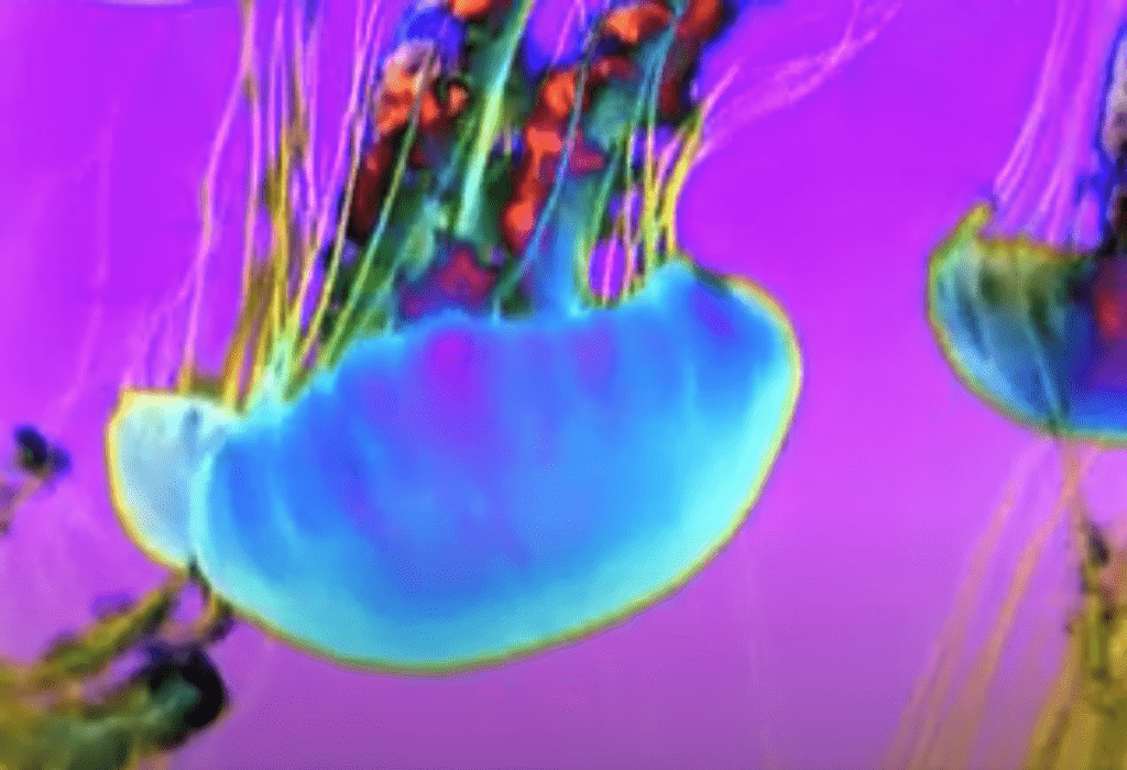 Jelly Fish