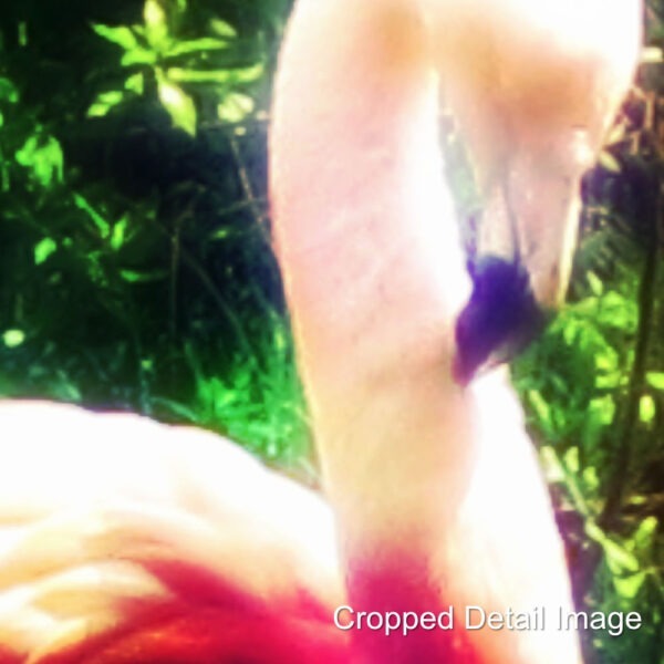 Flamingo detail image