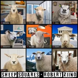 sheep squares cd